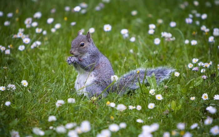 Forest Elf-cute squirrel HD Wallpapers picture 05 Views:11225 Date:2012/11/12 0:26:00