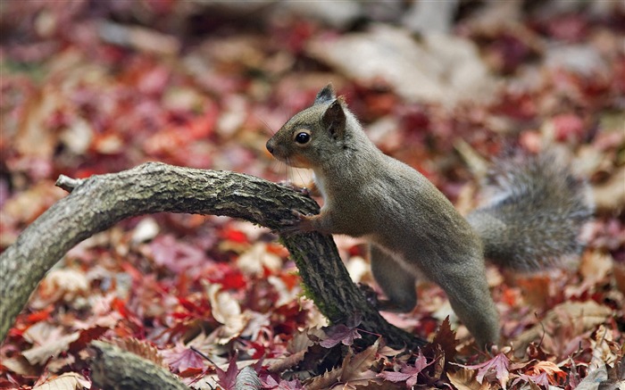 Forest Elf-écureuil mignon fonds d'écran HD photo Vues:10239