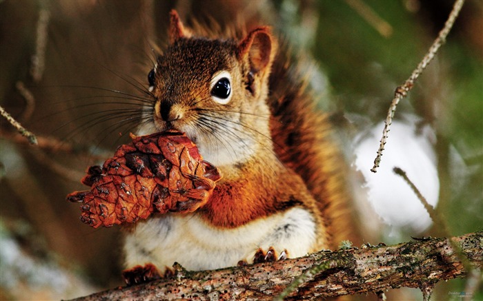 Forest Elf-cute squirrel HD Wallpapers picture 07 Views:13116 Date:2012/11/12 0:26:54