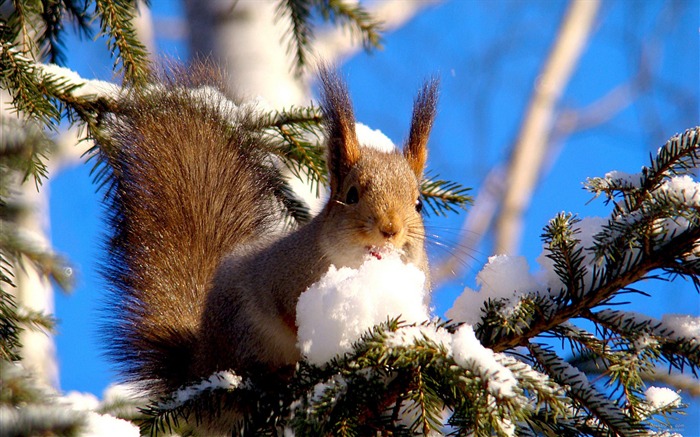 Forest Elf-cute squirrel HD Wallpapers picture 08 Views:9378 Date:2012/11/12 0:27:18