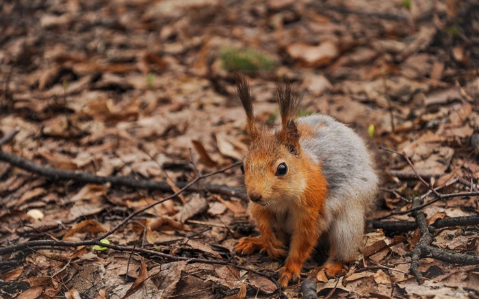 Forest Elf-écureuil mignon fonds d'écran HD photo Vues:9069