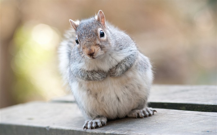 Forest Elf-cute squirrel HD Wallpapers picture 14 Views:9889 Date:2012/11/12 0:29:59