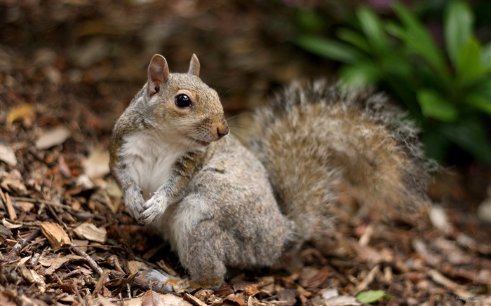 Forest Elf-cute squirrel HD Wallpapers picture 15 Views:9696 Date:2012/11/12 0:30:18