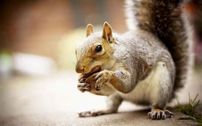 Forest Elf-cute squirrel HD Wallpapers picture 16 Views:7968 Date:2012/11/12 0:30:37