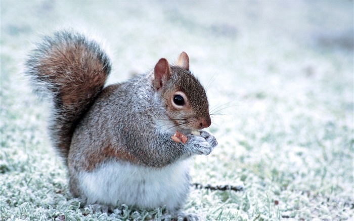 Forest Elf-cute squirrel HD Wallpapers picture Views:35792