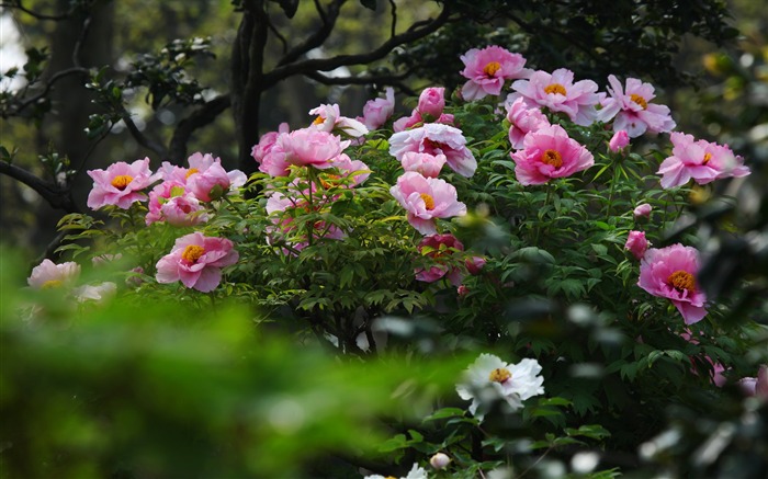 정원 - 밝은 모란 꽃 사진 벽지 찾아보기 :18109