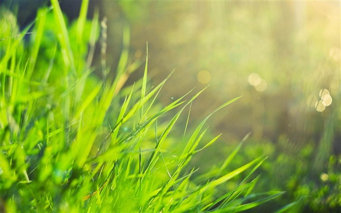 Grass Morning-2012 자연 식물 추천의 벽지 찾아보기 :12855