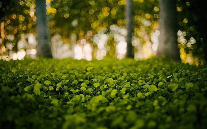 Floresta Verde - paisagem bonita paisagem Visualizações:19698