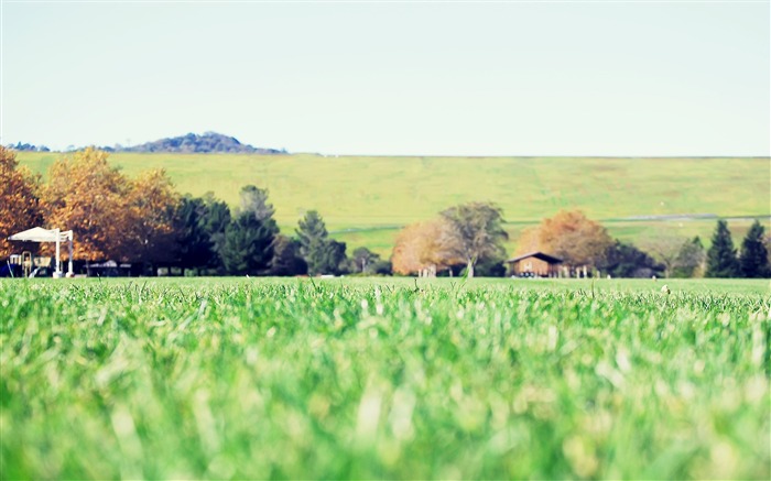 herbe verte-Petit paysage fraîche fond d'écran Vues:10661