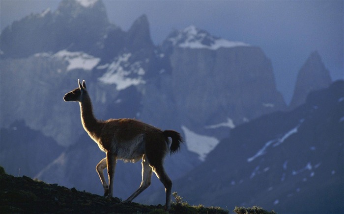 Fondos de fotografía de animales de Guanaco-Natural Vistas:10668