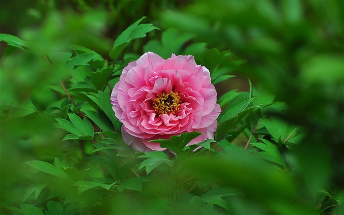 Lonely beauty-bright peony flower photography Wallpapers Views:11029 Date:2012/11/11 23:55:19