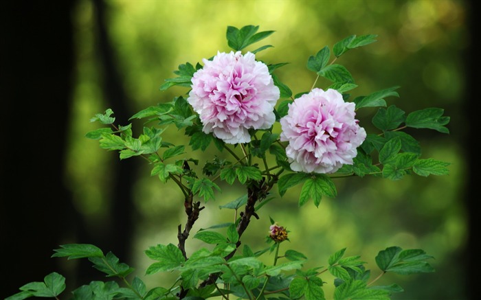 Une belle paire de-pivoine fleur fond d'écran photographie Vues:17663