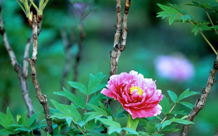 Pink-bright peony flor fotografia Wallpapers 03 Visualizações:14610