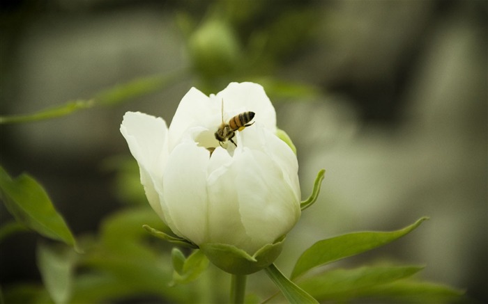 Papéis de Parede de flores de peônia com amor puro Visualizações:9708