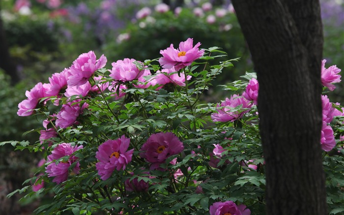 Fleurs violettes-pivoine fleur fond d'écran photographie Vues:12353