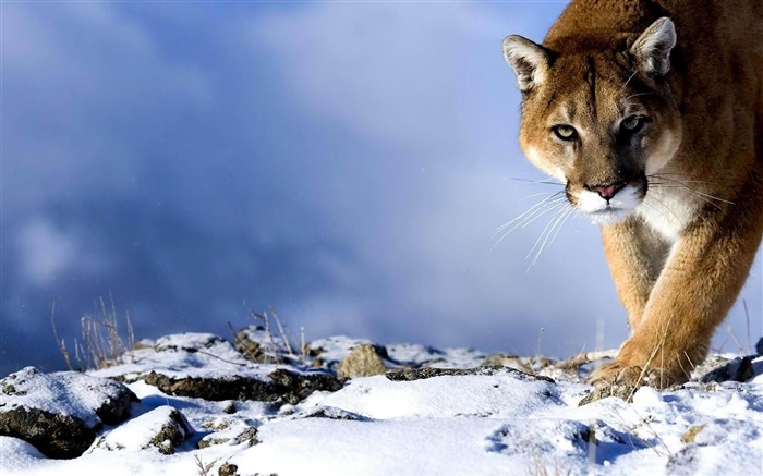 Fondos de fotografía de leopardo de las nieves-Natural animal Vistas:20520