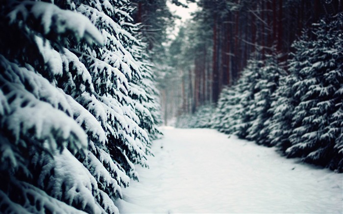 Camino de nieve en el paisaje de invierno de bosque HD fondo de pantalla Vistas:24817