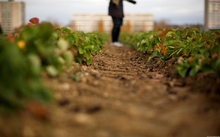 Strawberry Fields-Life photography Wallpapers Views:9767 Date:2012/11/15 0:30:28