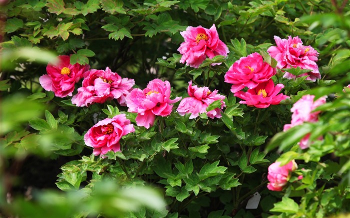 Les fées de fleurs-pivoine fleur fond d'écran photographie Vues:12895