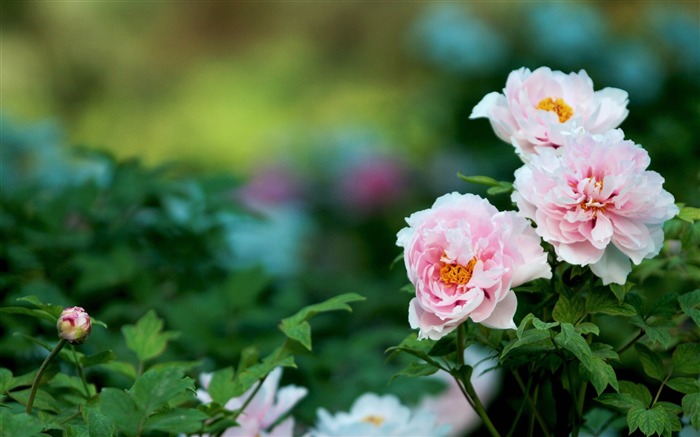 blanc-pivoine fleur fond d'écran photographie Vues:15717