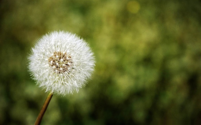 Dandelion branco-2012 Planta natural Papel de parede em destaque Visualizações:10019