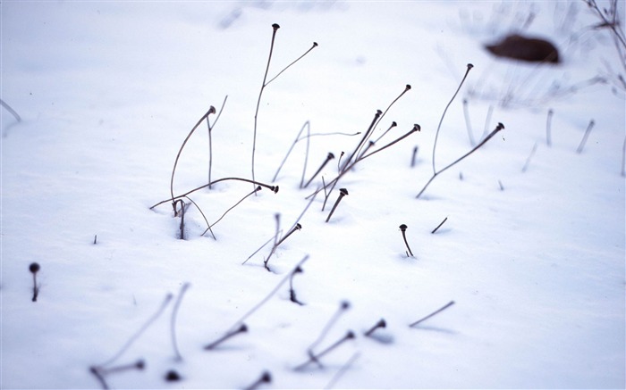 Papéis de parede brancos de neve e Inverno Visualizações:9912