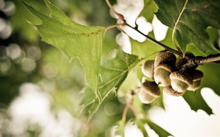 acorns-2012 Aero Bokeh fondo de pantalla seleccionado Vistas:8548