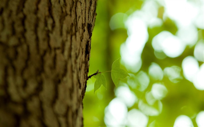 bark-2012 Aero Bokeh selected Wallpaper Views:9735 Date:2012/11/25 22:33:58