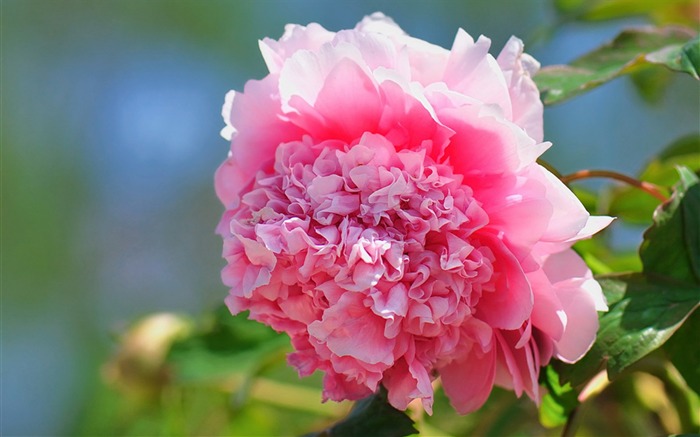 pivoine fleur fond d'écran photographie Vues:10370