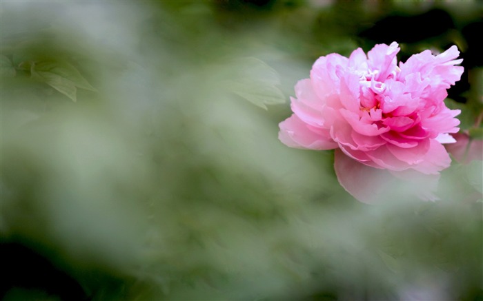 Fondos de fotografía de flor de peonía brillante 02 Vistas:10236