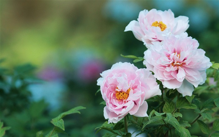 pivoine fleur fond d'écran photographie Vues:16234