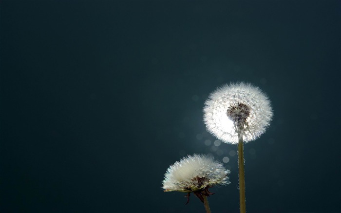 dandelions close up-2012 Aero Bokeh selected Wallpaper Views:10453 Date:2012/11/25 22:34:46