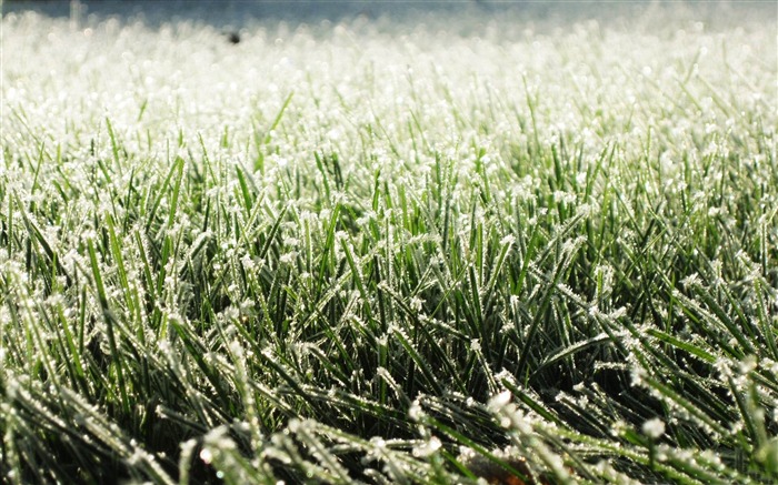 草に霜-冬の雪の壁紙 ブラウズ:10778