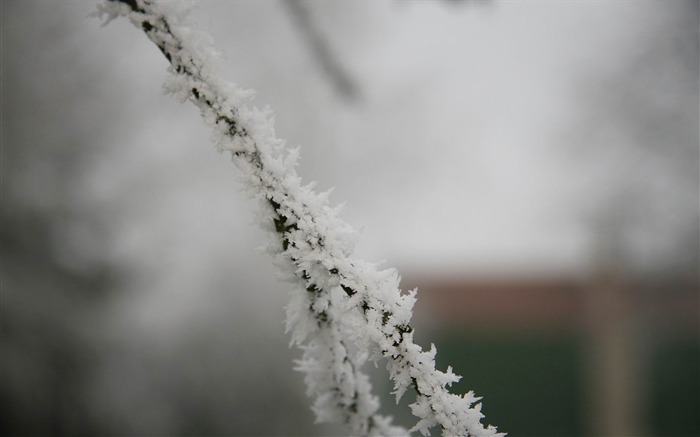 冷冻树枝-冬季雪景桌面壁纸 浏览:8505