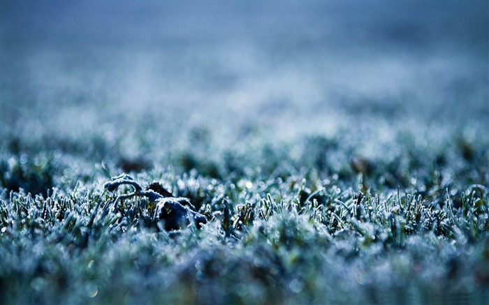 冰冻草-冬季雪景桌面壁纸 浏览:15402