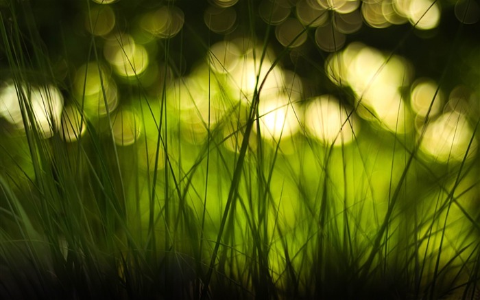 Green Grass-2012 Aero Bokeh Fondos de escritorio seleccionados Vistas:12442