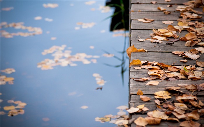 deja en puente de madera de otoño de paisajes naturales Wallpaper Vistas:10669