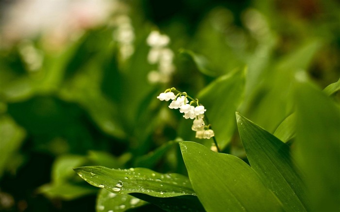 铃兰-2012鲜花精选壁纸 浏览:12151