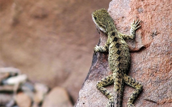 fondos de pantalla de lagarto-Natural animal photography Vistas:8425