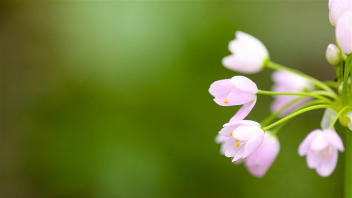 Fondo de pantalla de flores rosadas y plantas Vistas:8889