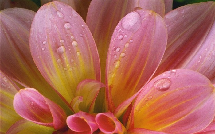 flor rosa close up-Flores y plantas fondo de pantalla Vistas:11355