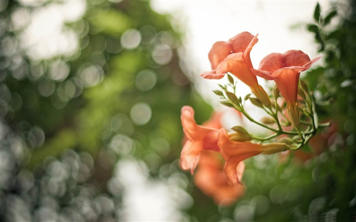 pink flowers-2012 Aero Bokeh Fondos de escritorio seleccionados Vistas:9059