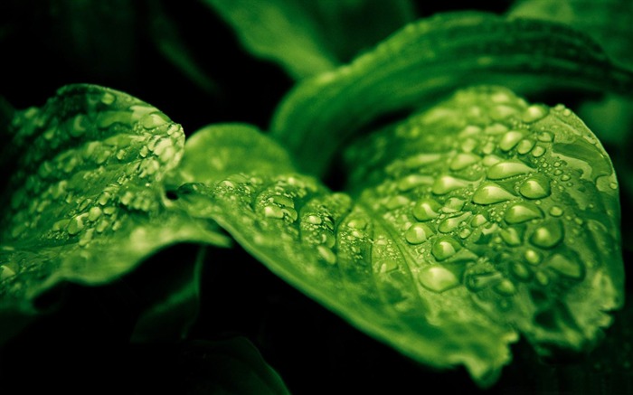 Rainforest drops-2012 Planta natural Papel de parede em destaque Visualizações:10683