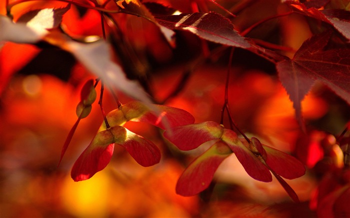 hojas de otoño rojas cerca de otoño de fondo de paisaje natural Vistas:15038