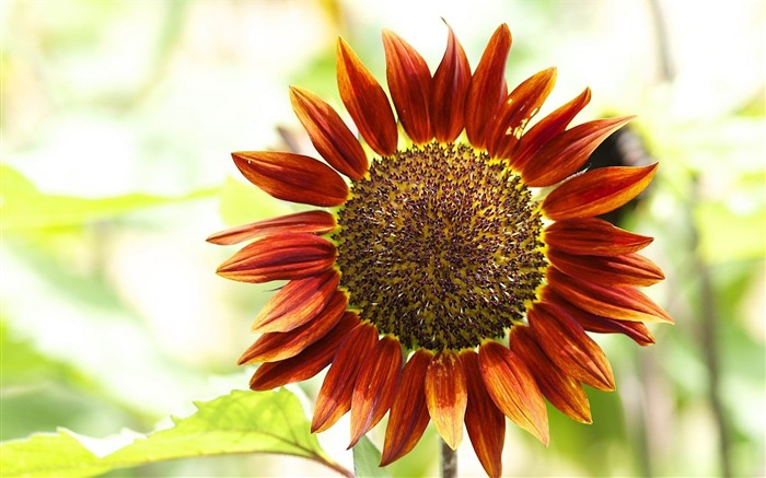 Fondo de pantalla de flores de girasol rojo y plantas Vistas:15488