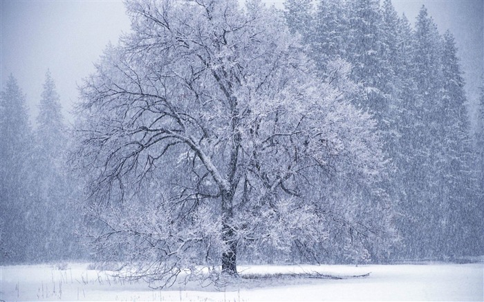 飘落的雪花-冬季雪景桌面壁纸 浏览:55639