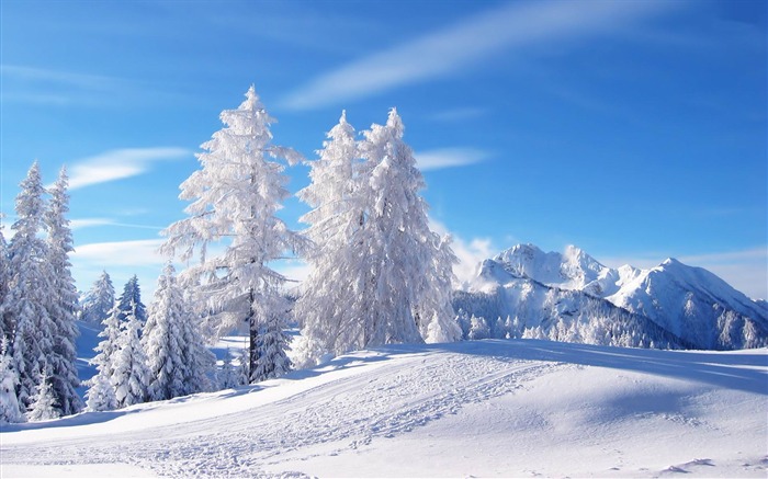 paisaje de árboles blancos de invierno nevado fondo de pantalla HD Vistas:145268