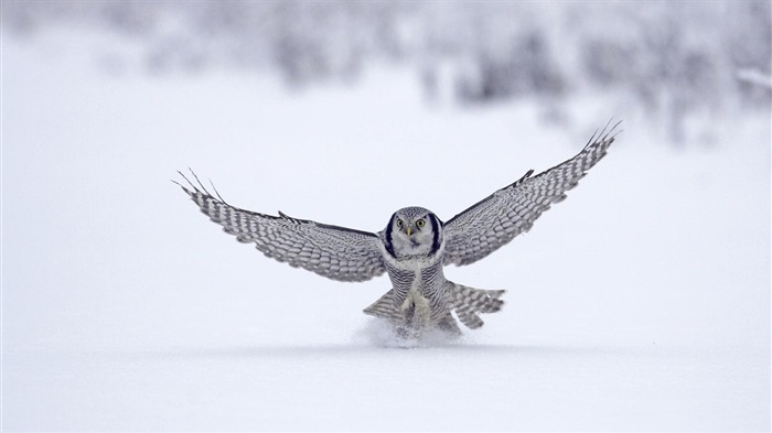 雪白的貓頭鷹-2012動物精選壁紙 查看次數:13746