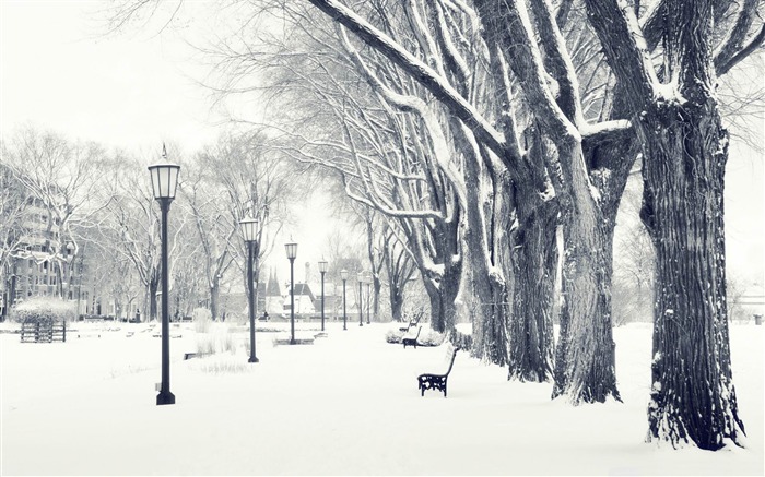 escenas de nieve en el parque cubierto de nieve Vistas:58819