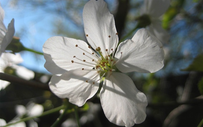 酸樱桃开花-2012鲜花精选壁纸 浏览:7465